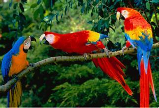 鹦鹉球虫病的防治 喂添加维生素的饲料