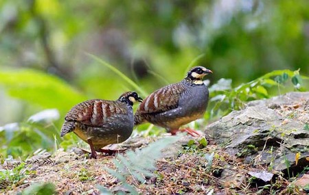 宠物鸟感冒的防治 空气流通避免骤冷骤热