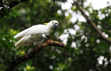 如何训练鹦鹉说话 选对品种是关键