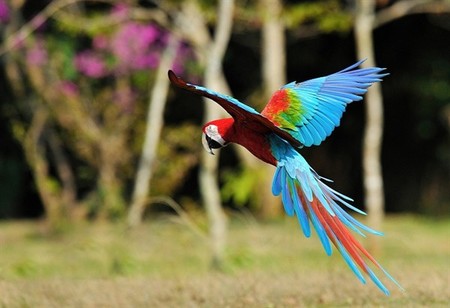 如何挑选鹦鹉 适合白领饲养的鹦鹉 