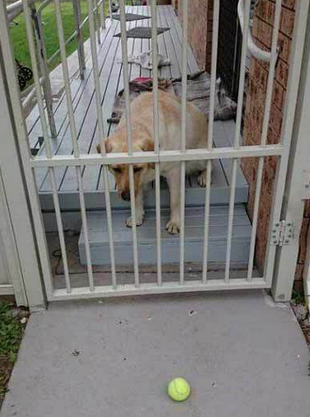 二汪肯定要崩溃了