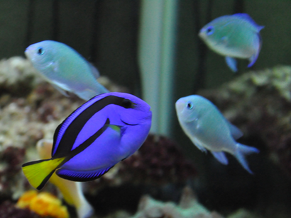 鱼得了细菌性烂鳃怎么办 通过药物治疗