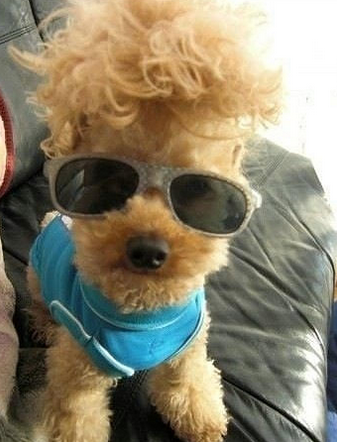 汪大哥你的发型超酷