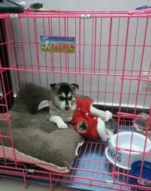 要不要这么销魂