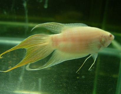 白兔鱼怎么养 适宜水温25~28℃