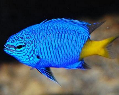 鱼得了竖鳞病怎么办 一般通过药物治疗