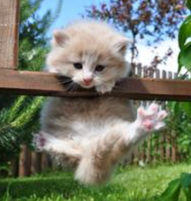 猫星人你是在做俯卧撑吗