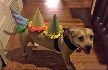 主银说给我过生日先要带上生日帽……