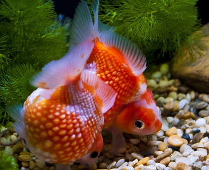 养鱼喂什么好 所喂饵料保证新鲜