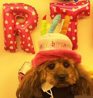 这年头，狗过个生日都比我强！