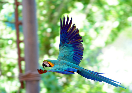 鹦鹉的简单训练方法 8个动作的训练技巧