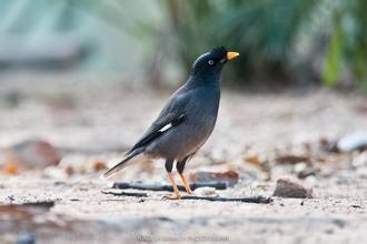 如何给八哥防病 特别是怕得寄生虫 