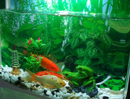 养鱼几天换水 忌讳大面积翻动底砂