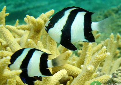 热带鱼的常见病怎么预防 要保持水质清新