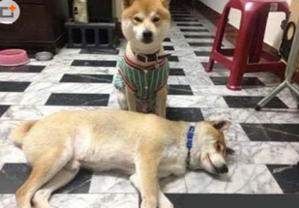 表演卖身葬父呢