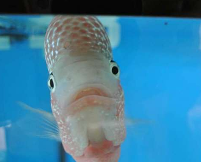 罗汉鱼蹭缸怎么回事 细菌感染会有影响