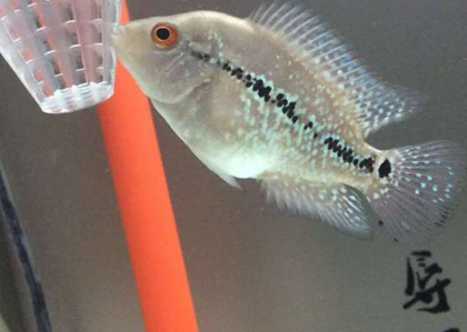 罗汉鱼涨肚子怎么回事 喂食要适量