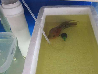 罗汉鱼肠炎怎么治 做好预防工作