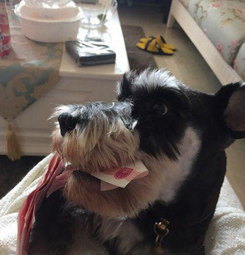 今天这狗粮不好次还挺贵