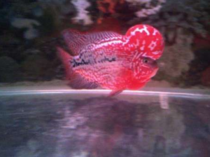 罗汉鱼胆小怎么办 不要去惊吓和刺激它们