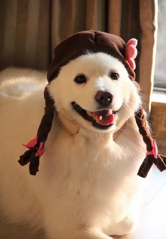 你遇到过扎着这种小辫的傻妞吗？