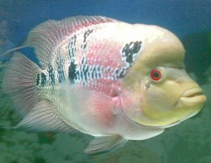 罗汉鱼肿嘴怎么治 治疗期间最好停食