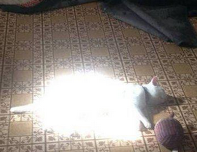 喵星人这是要飞升吗