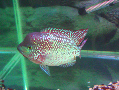 罗汉鱼寄生虫怎么治疗 可以使用药物治疗