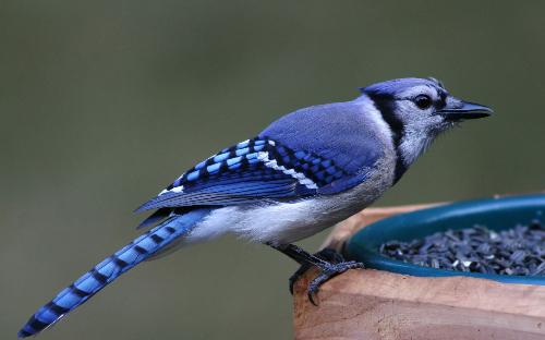 怎么自制画眉饲料 画眉四季配方