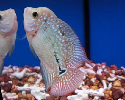 金花罗汉鱼如何养 饲养温度一定要恒定