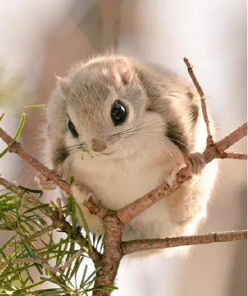 野外小松鼠颜值也是萌萌哒