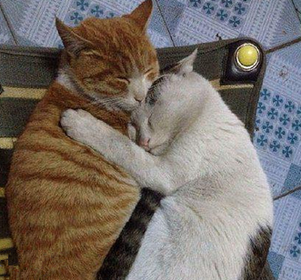 喵星人教你如何完爆单身狗