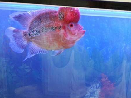 罗汉鱼为什么烧尾 想办法把水质改善