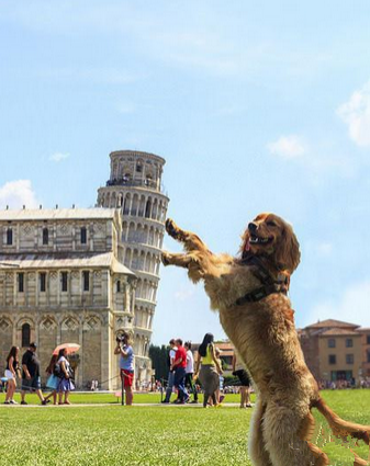 比萨斜塔这回轮到被狗玩了