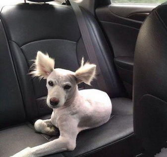 二汪的夏日清凉酷炫造型