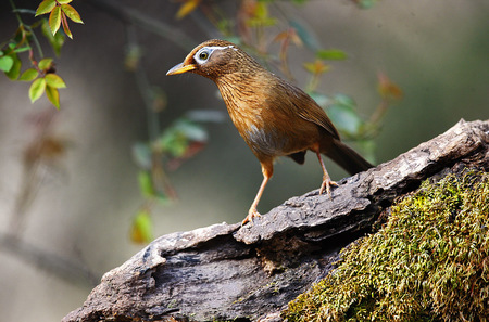 画眉饲养有哪些禁忌 6大忌讳需知道