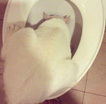 弱水三千你为啥非要取这一瓢