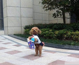 一只抱着孩子的时尚汪