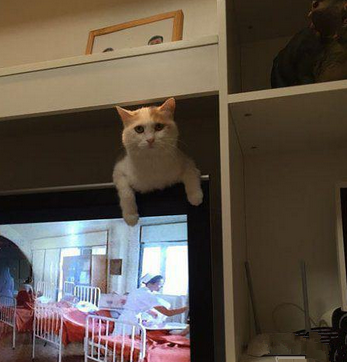 主人我快滑下去了你也不来救我