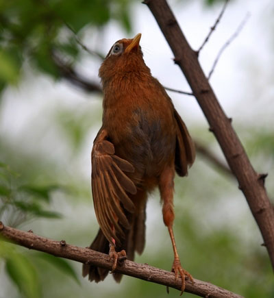 画眉鸟得尾脂腺炎怎么办 画眉鸟尾脂腺炎防治