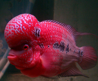 鸿运当头罗汉鱼多少钱 该鱼价格并不算贵