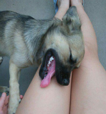 汪星人你能要点脸不