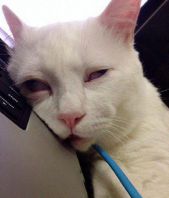 看出来它真的很困