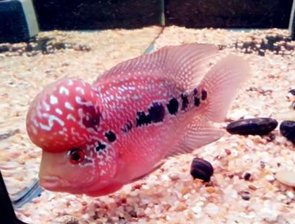 怎么样养才能保持罗汉鱼的体色 适当光照