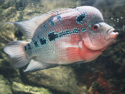 罗汉鱼换水要加盐吗 加盐不能过多