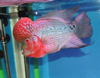 罗汉鱼烧尾怎么办 不提倡手术治疗