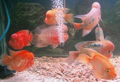 怎么预防罗汉鱼的寄生虫病 从水质预防