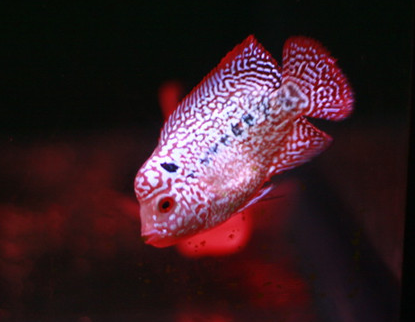 罗汉鱼怎么增色 要注意稳定水质