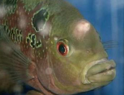 罗汉鱼头洞病怎么治 可以用药浴治疗