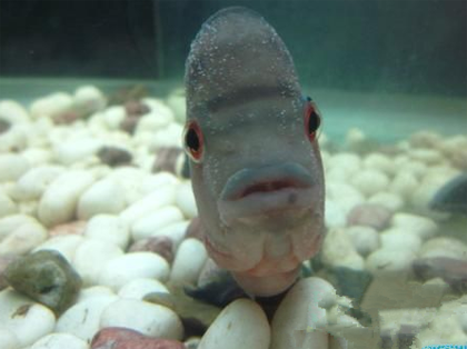 罗汉鱼白点病怎么治 水温骤变易患病